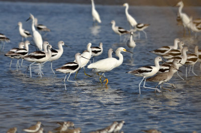 Flock of Birds Including Western Sandpipers (bottom), Snowy Egrets, and American Avocets