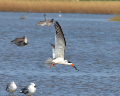 Black Skimmer, Basic Plumage