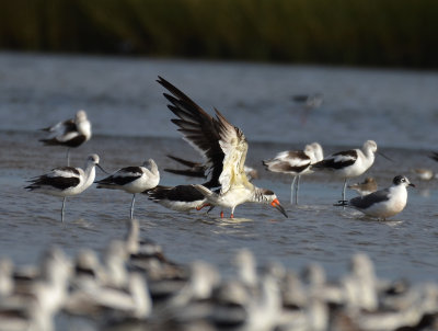 Black Skimmer, Basic Plumage with American Avocets, Basic Plumage, and a Franklin's Gull, Basic Plumage