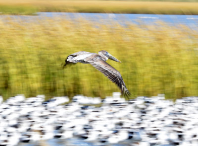 Brown Pelican, Juvenile