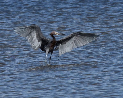 Reddish Egret, Dark Morph, 2nd Year