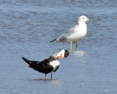 Ring-billed Gull, Basic Plumage with a Black Skimmer, Basic Plumage