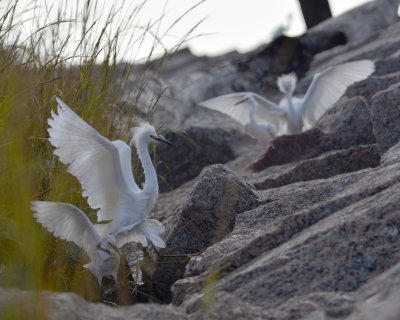 Snowy Egrets, Juveniles