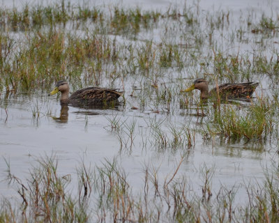 Mottled Ducks