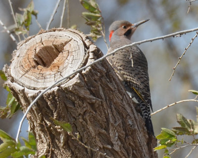 Yellow-shafted Northern Flicker, Male