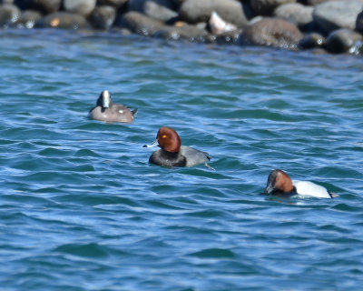 Redhead, Drake with an American Wigeon, Drake and Canvasback, Drake