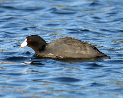 American Coot