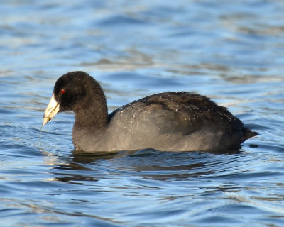 American Coot