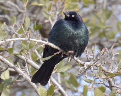 Brewer's Blackbird, Male