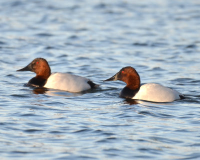 Canvasback, Drakes