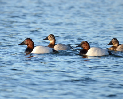 Canvasback, Drakes & Hens