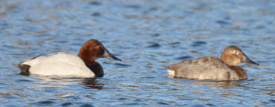 Canvasback, Drake and Hen