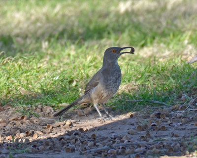 Curve-billed Thrasher