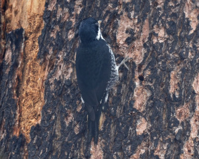 Black-backed Woodpecker, Female