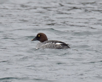 Common Goldeneye, Female