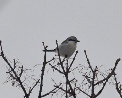 Northern Shrike