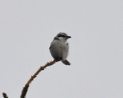 Northern Shrike