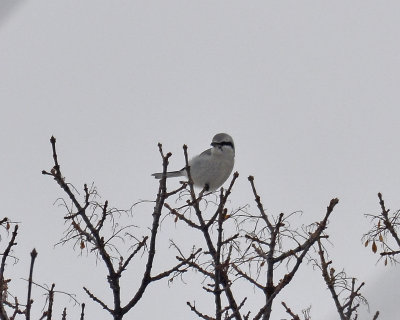 Northern Shrike