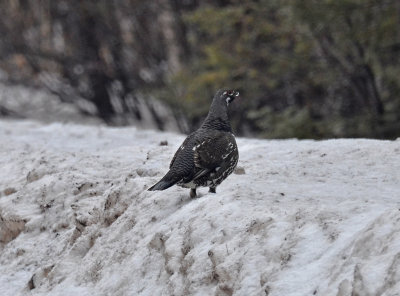 Spruce Grouse, Male