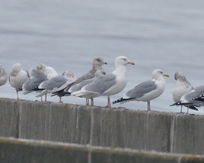 Glaucous Gull