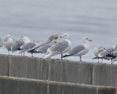 Glaucous Gull