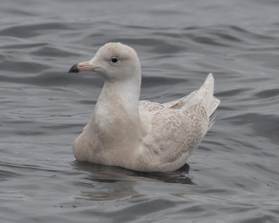 Glaucous Gull, 1st Cycle