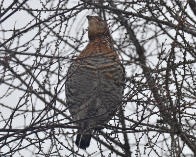 Ruffed Grouse, Rufous Form