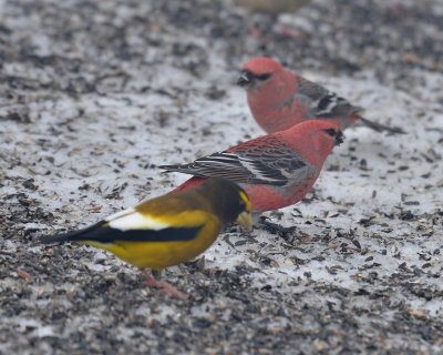 Pine and Evening Grosbeaks, Males