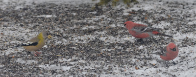 Pine (Males) and Evening Grosbeaks (Female)