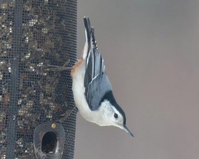 White-breasted Nuthatch, Male