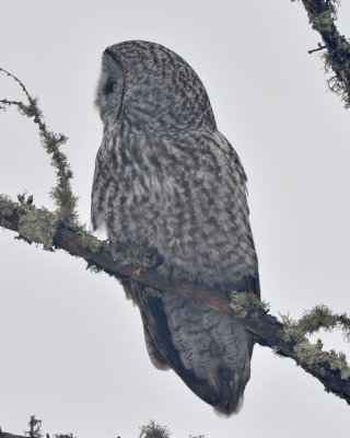 Great Gray Owl