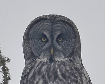 Great Gray Owl