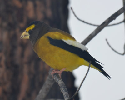 Evening Grosbeak