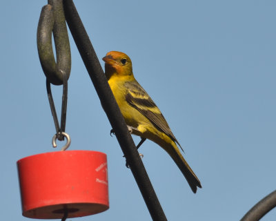 Western Tanager, Male