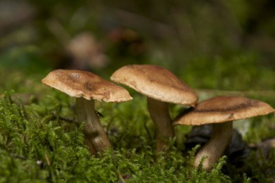 _DSC1733.jpg