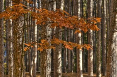 _DSC3294.jpg