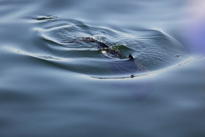 _MG_7459.jpg