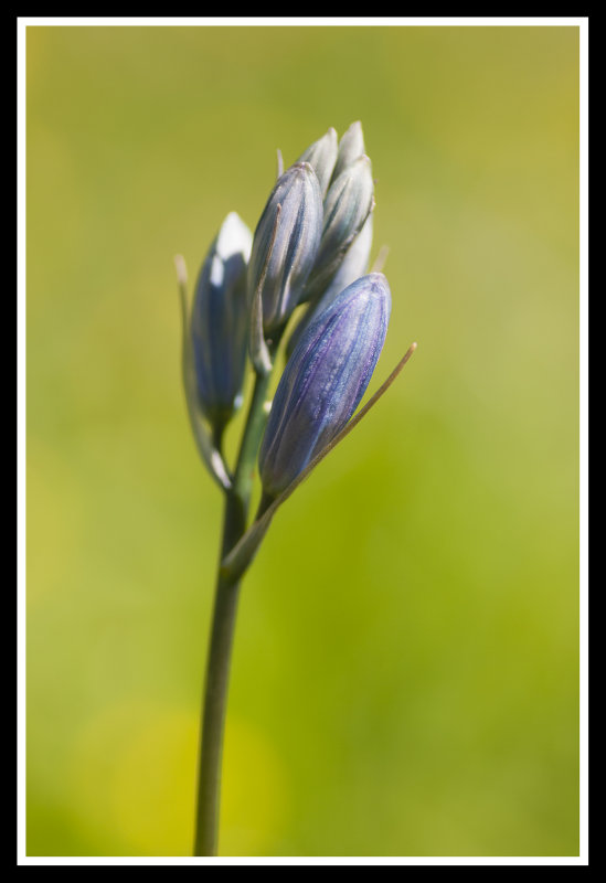 Lesser Camas