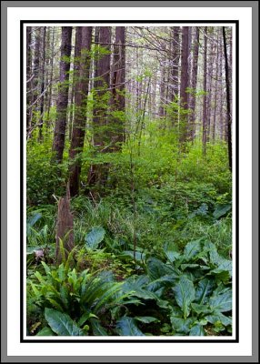 Forest Scene near Nissen Bight