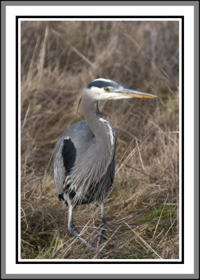 Blue Heron