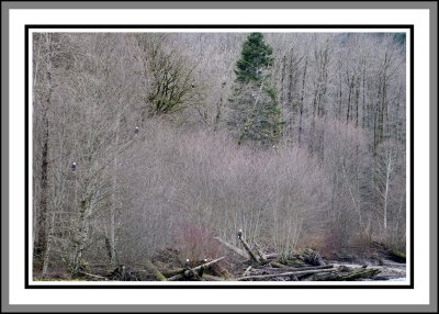 Eagles and landscapes Squamish BC