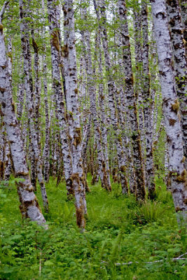 May Long weekend in the Olympic National Park.