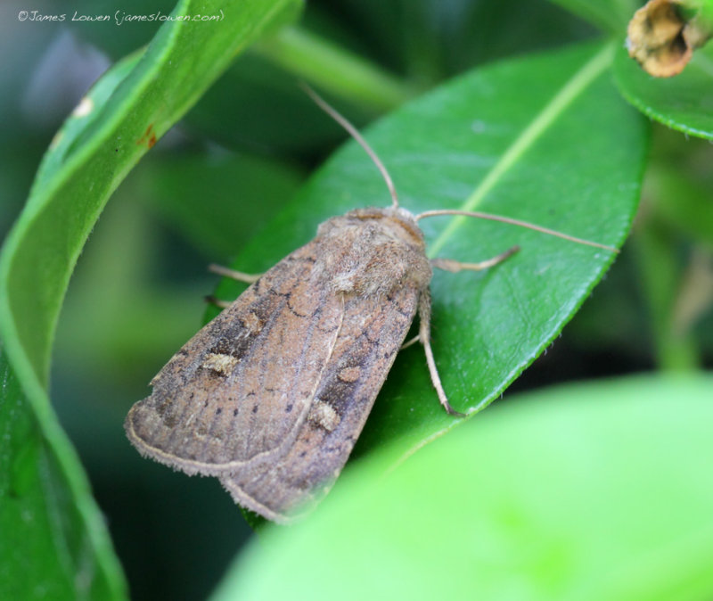 Square-spot Rustic