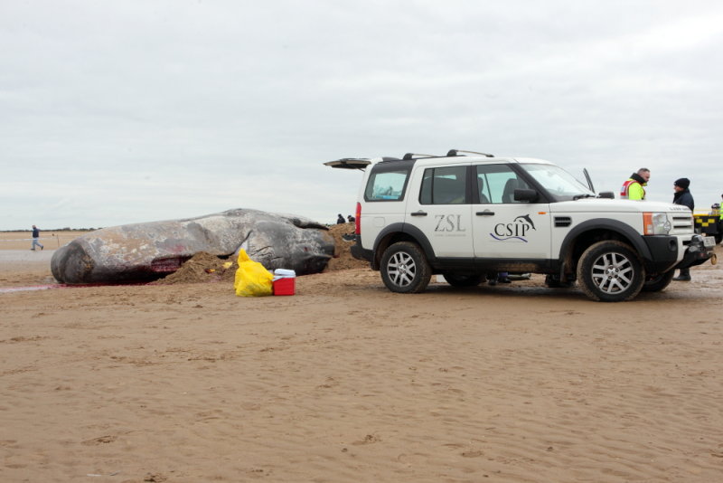 Sperm whale, Norfolk