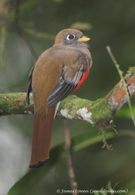 Collared Trogon
