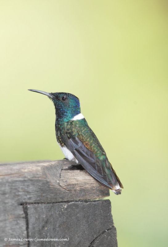White-necked Jacobin