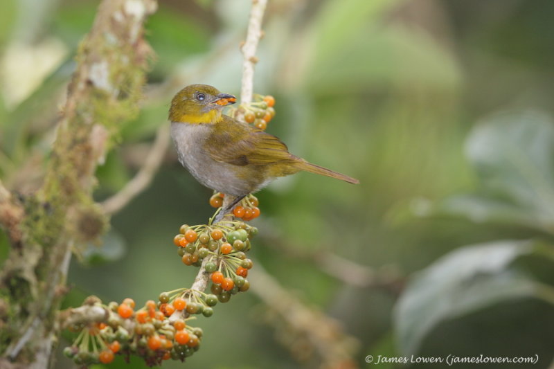 Ecuador birds