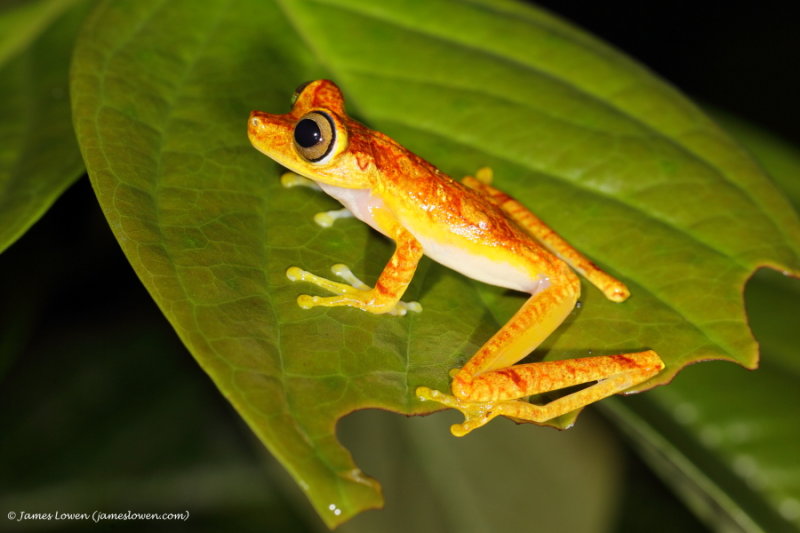 Ecuador amphibians & reptiles