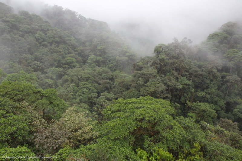 Ecuador cloud forest