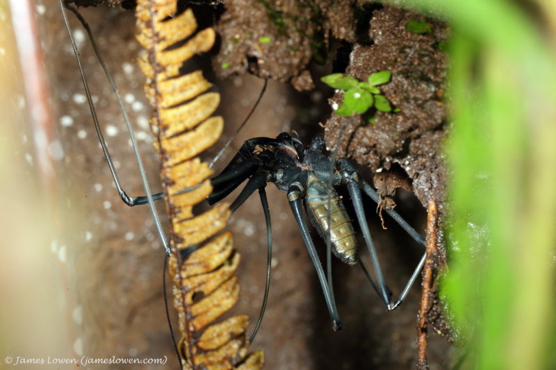 Ecuador bugs